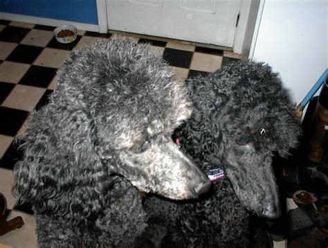 0 lbs) Read more ». . Poodle rescue northern california